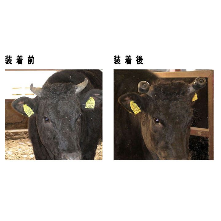 本物の牛のツノ！！ 畜産用 カマ型 Sサイズ 右刃 削蹄用具 21282 牛用 削蹄 削蹄用品